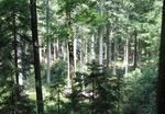 The future of Silver fir under climate change and browsing