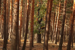 What do European forest managers want to know from scientists about mixed forests?