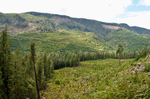 Giant tree hunting and old-growth forest conservation in Vancouver Island