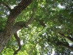 Are ash trees doomed?