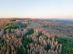 How do insect pests interact with other forest disturbances?