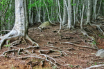 The symmetry of competition. A battle crown-to-crown or roots-to-roots?